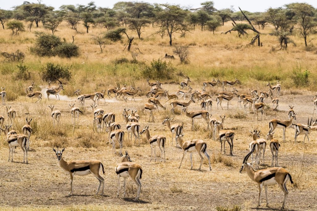 Famous Filming Locations Masai Mara in Kenya, Africa