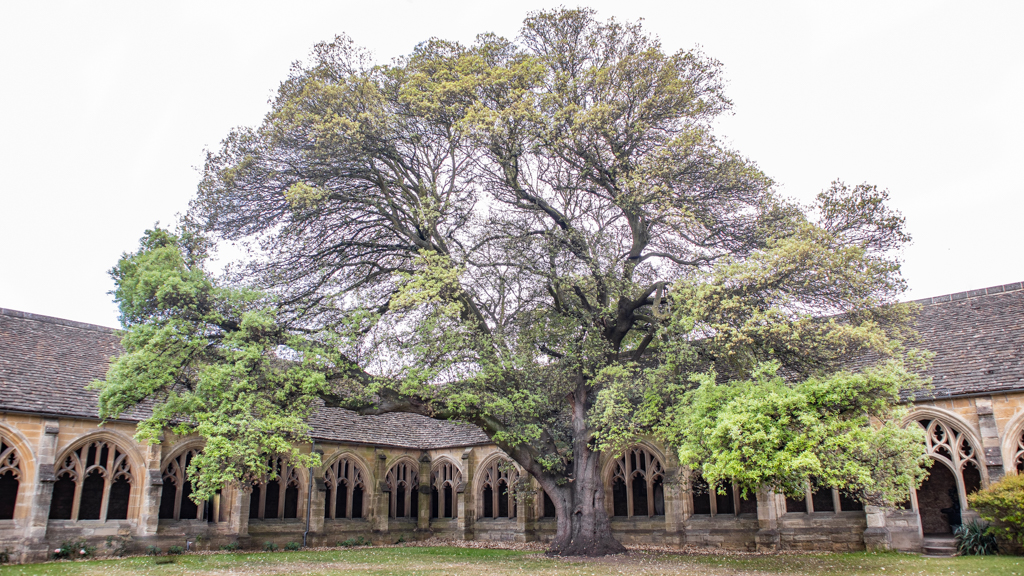 Harry Potter Oak Tree at the University of Oxford Harry Potter Oxford Location, England