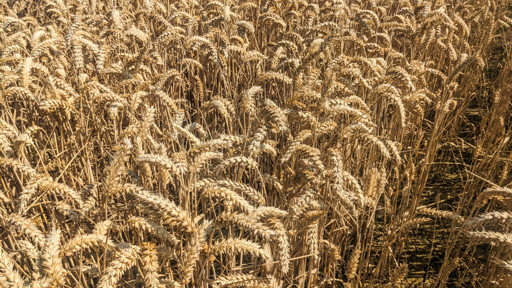 Unharvested wheat in a field in the Scottish Borders
